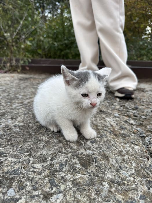 Відамо гарних котиків