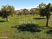 Quinta com a área de 8.750m2 - Zambujal