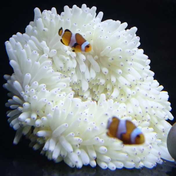 Heteractis crispa [ukwiał] [akwarium morskie]