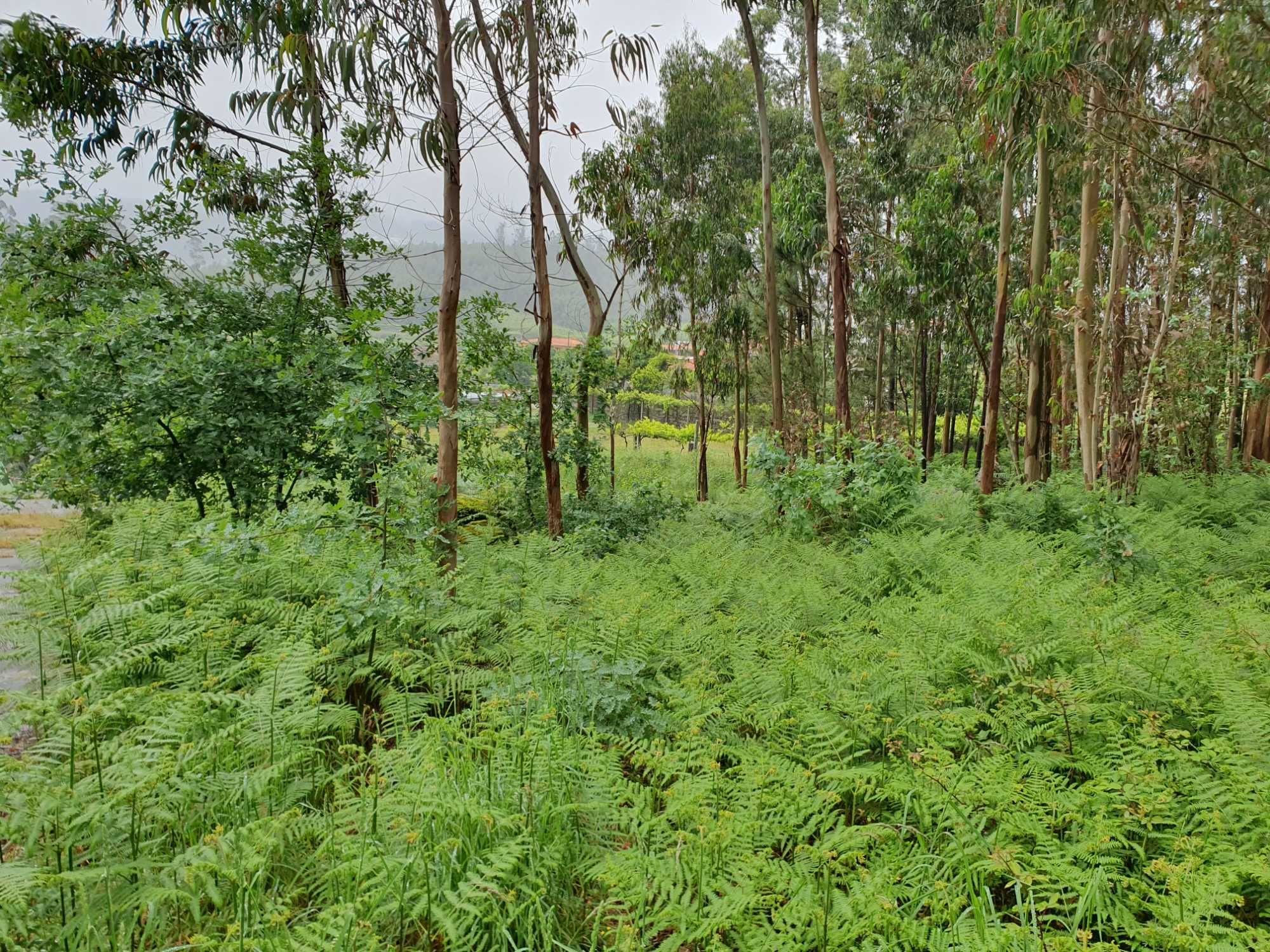 Terreno de construção urbano 3364 m2 Braga Barcelos barato