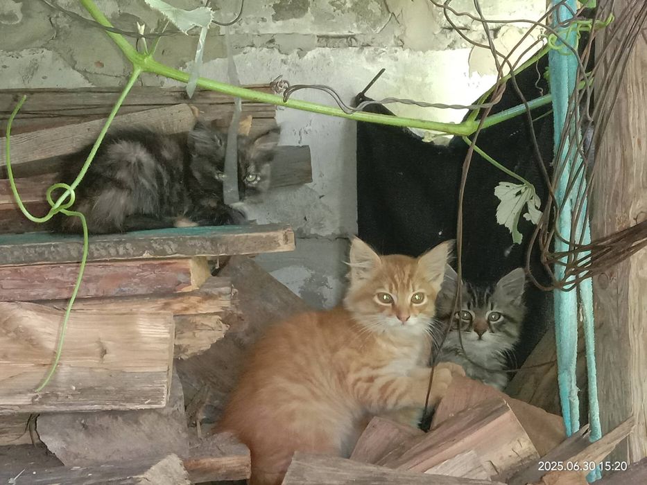 Віддамо кошенят у добрі руки