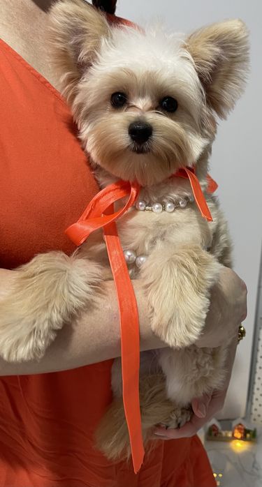 Помапу  краса з характером