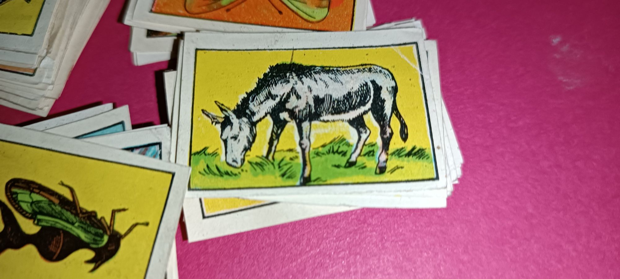 Antigos cromos da coleção zoologia 1 série
