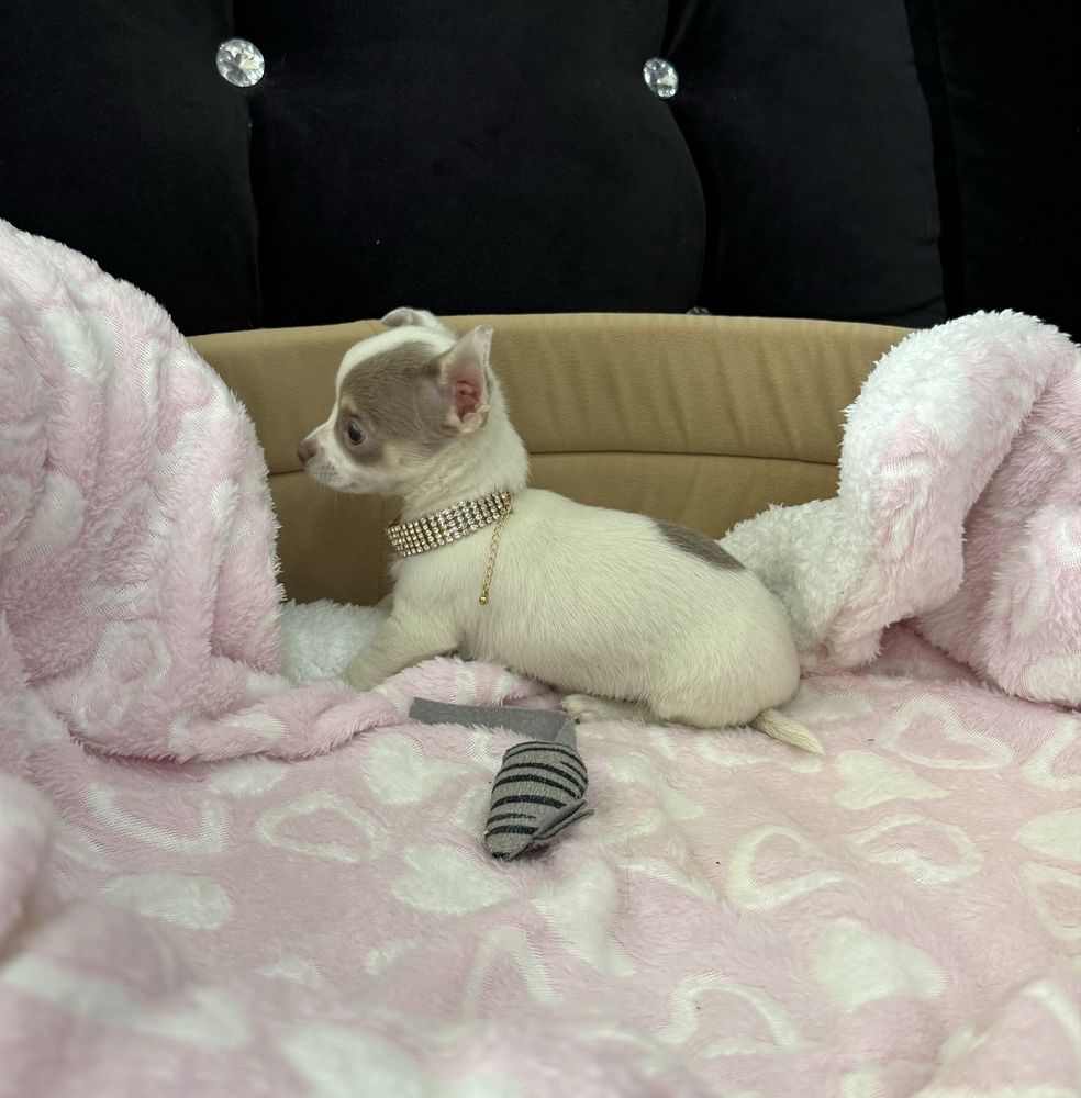 Chihuahua mini sunia Liliowa