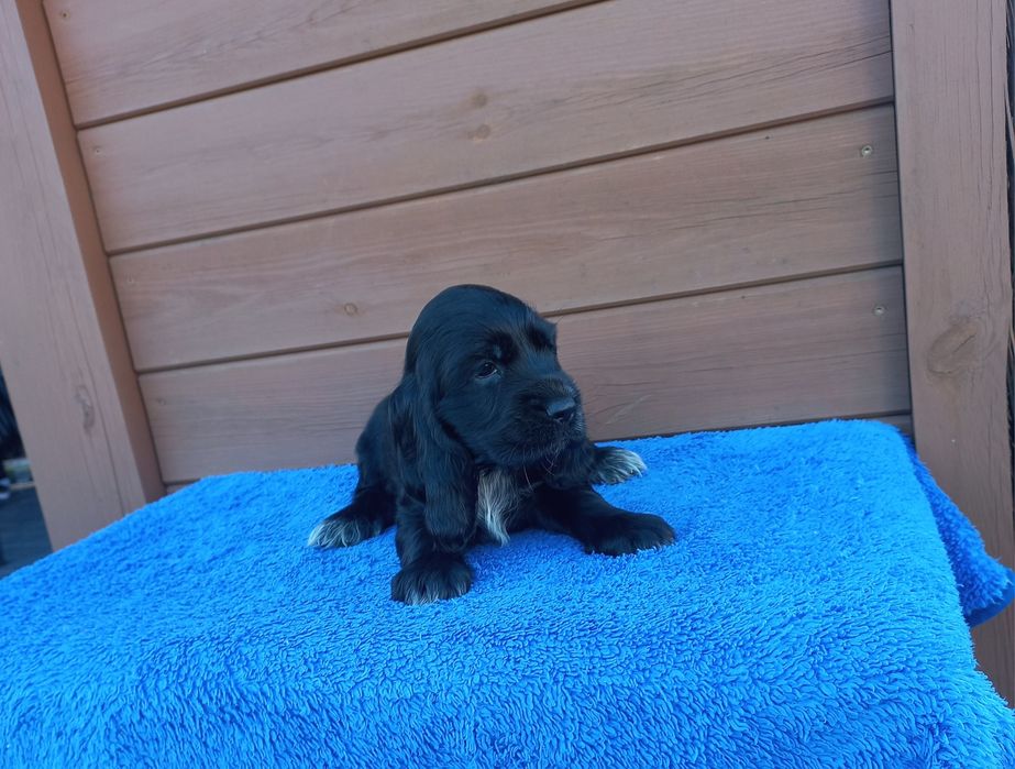 Cocker Spaniel Angielski Piesek Możliwość Rezerwacji