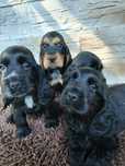 Cocker Spaniel Angielski