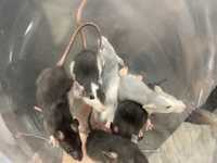 Декоративные крысята с ушками дамбо и нормали, крыса