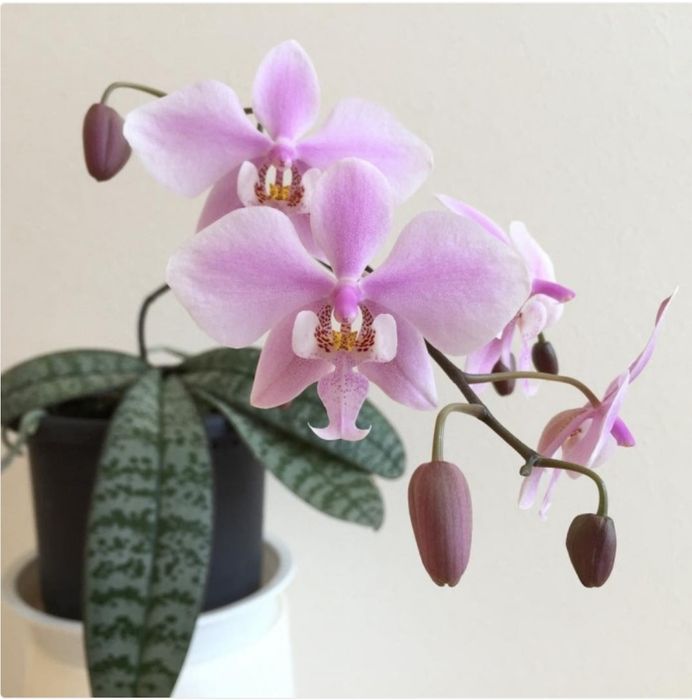 Орхідея 2,5 Шиллеріана Schilleriana