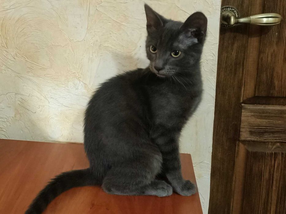 Отдам котенка в добрые руки