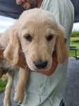 Szczeniak Golden Retriver