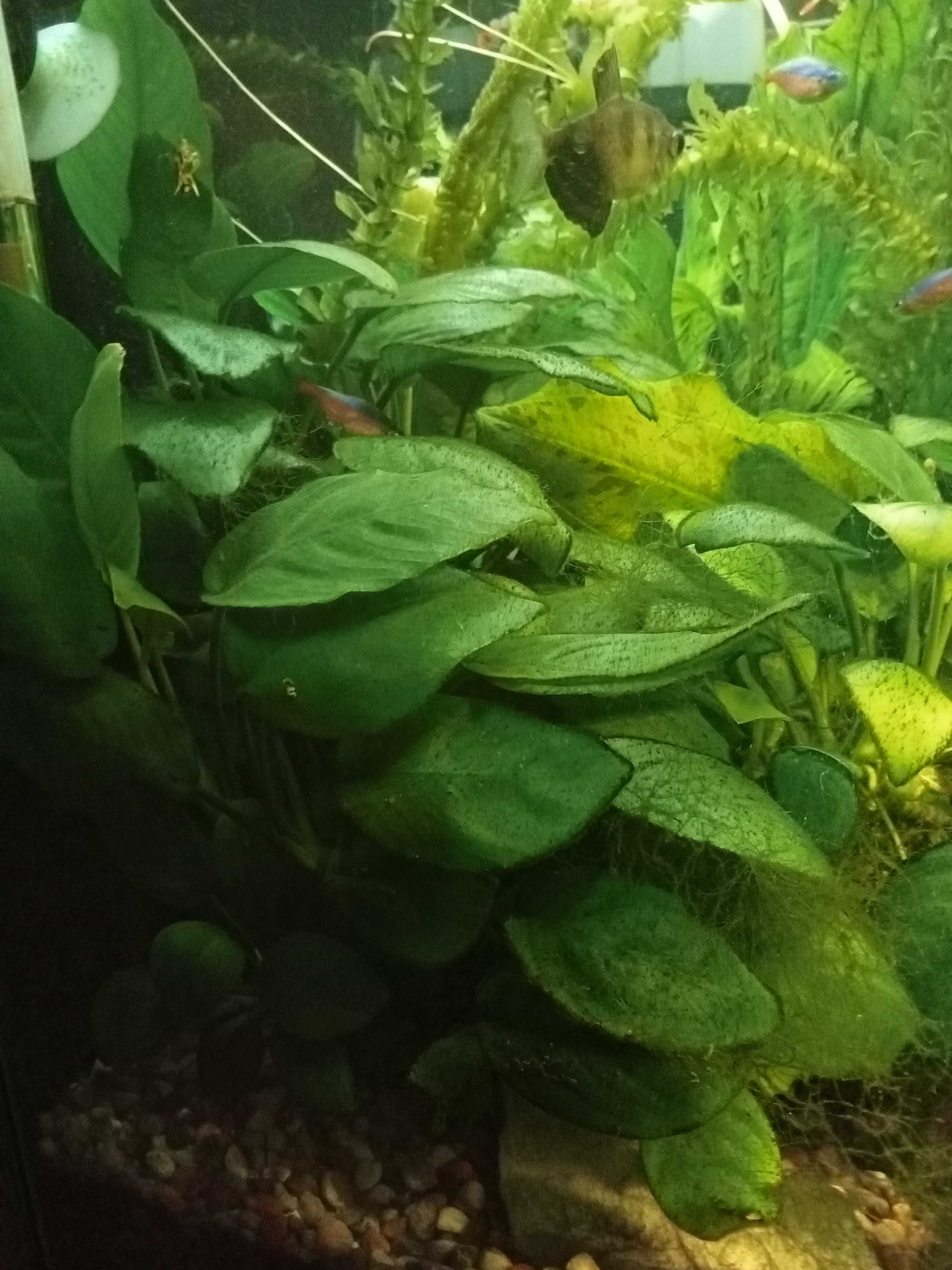 Anubias roślina do akwarium