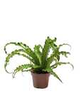 Asplenium antiquum Osaka Zanokcica 25 cm
