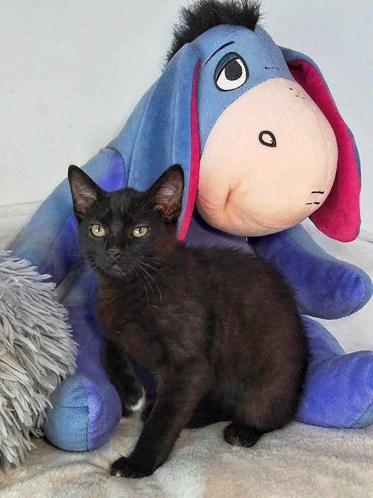 Młodziutki kotek,czarny kociak FINN,wesoły do adopcji