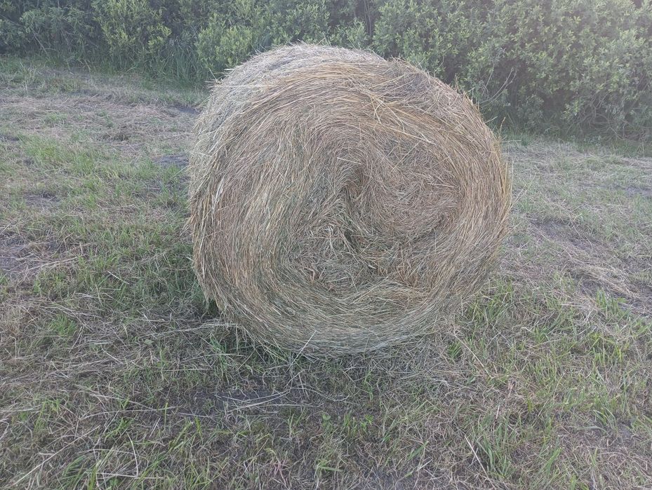 Siano baloty tegoroczne 120*120