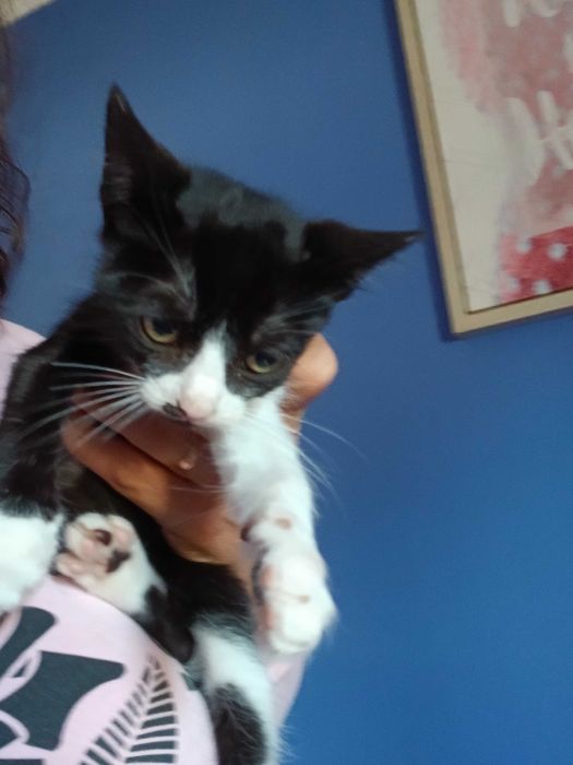 Gatinho menino muito meigo