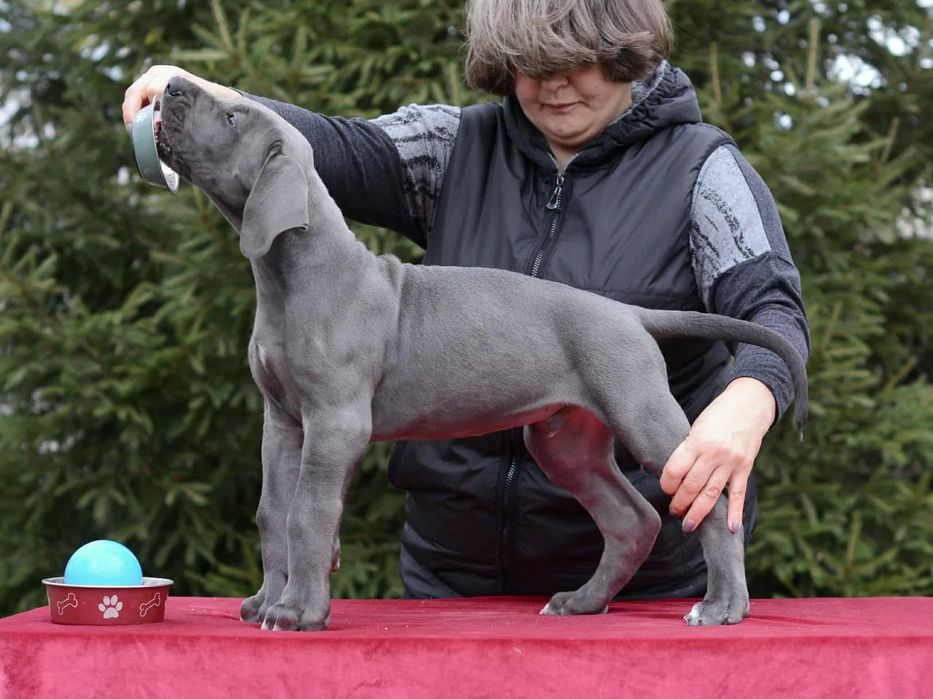 Племенные щенки из питомника. В родословной лучшие европ.производители