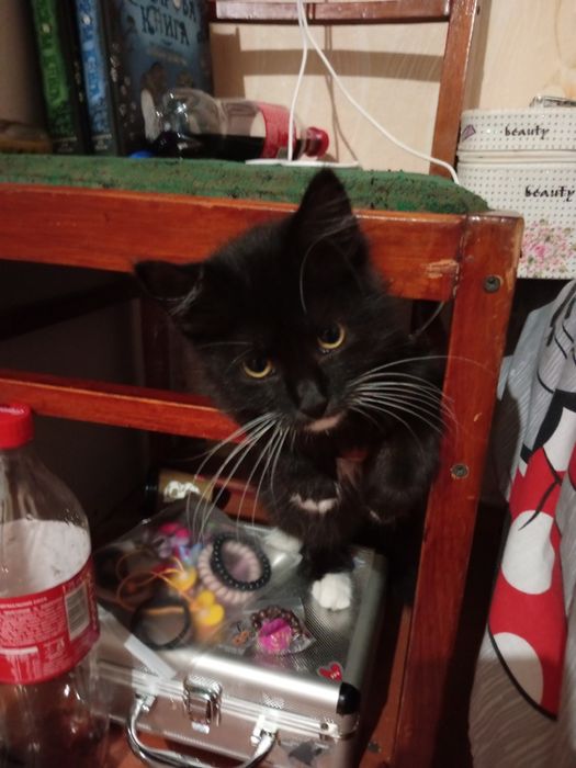 Віддаємо кішечку