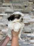 Shih TZU szczeniaczek