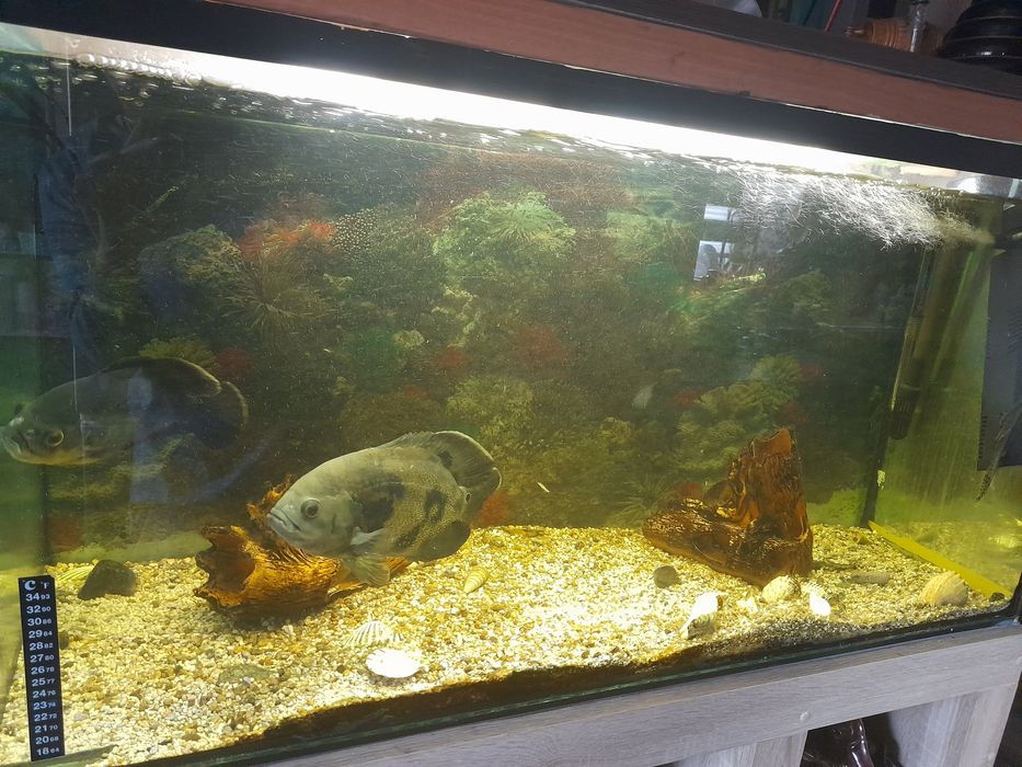 Аквариум,  акваріум