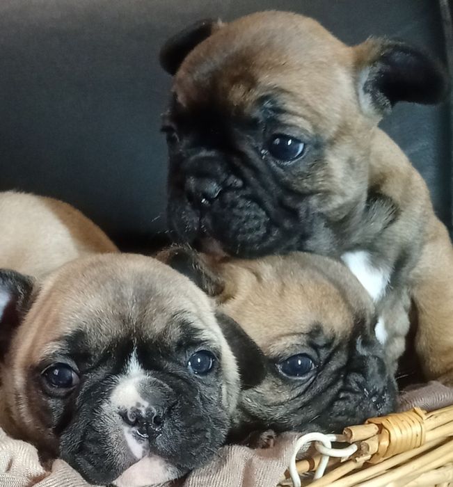 Готуються до переїзду малюки.