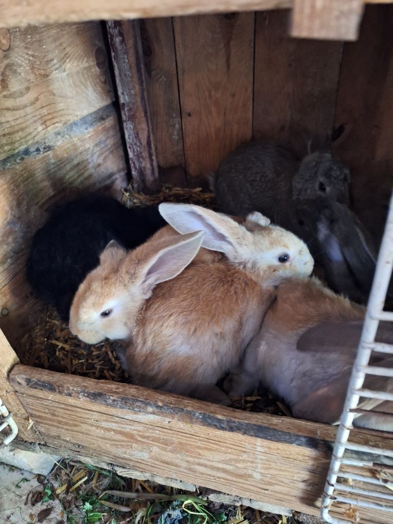 Młode króliki Barany Francuskie