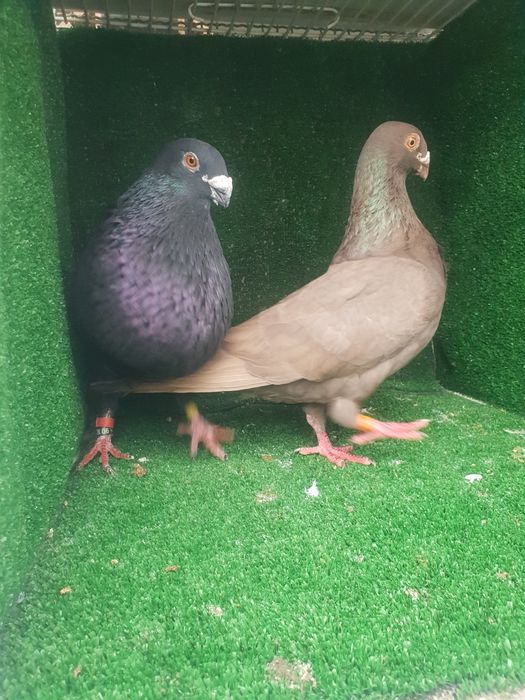 Casal pombos Galinha de Malta