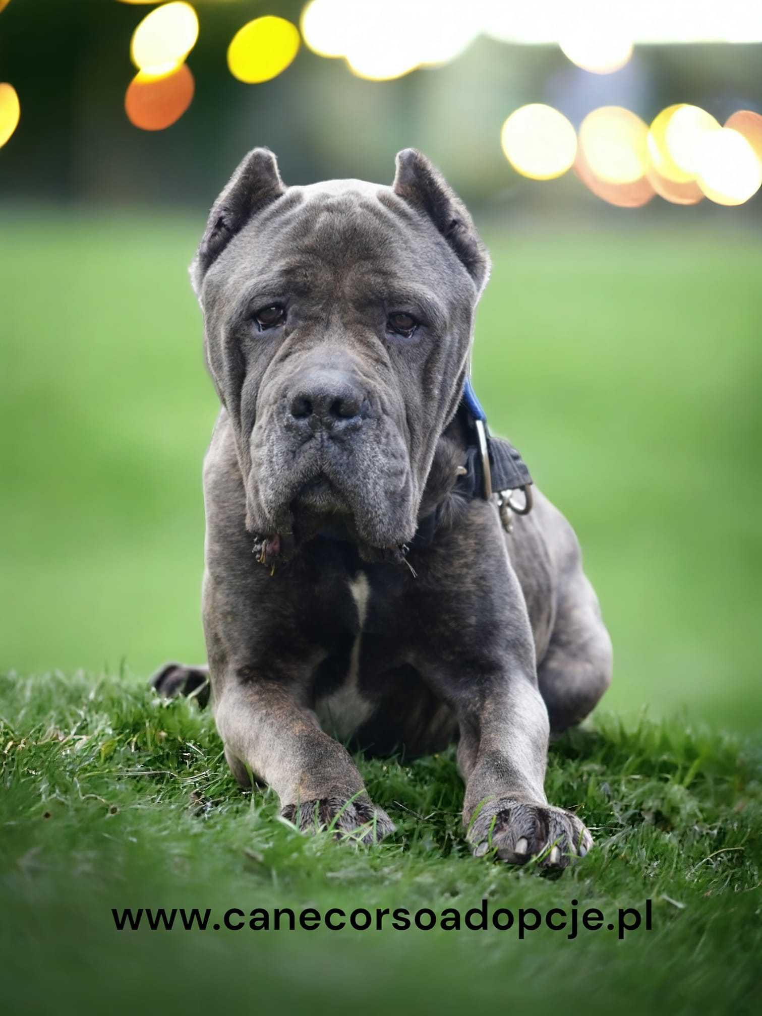 Ariel cane corso do adopcji.