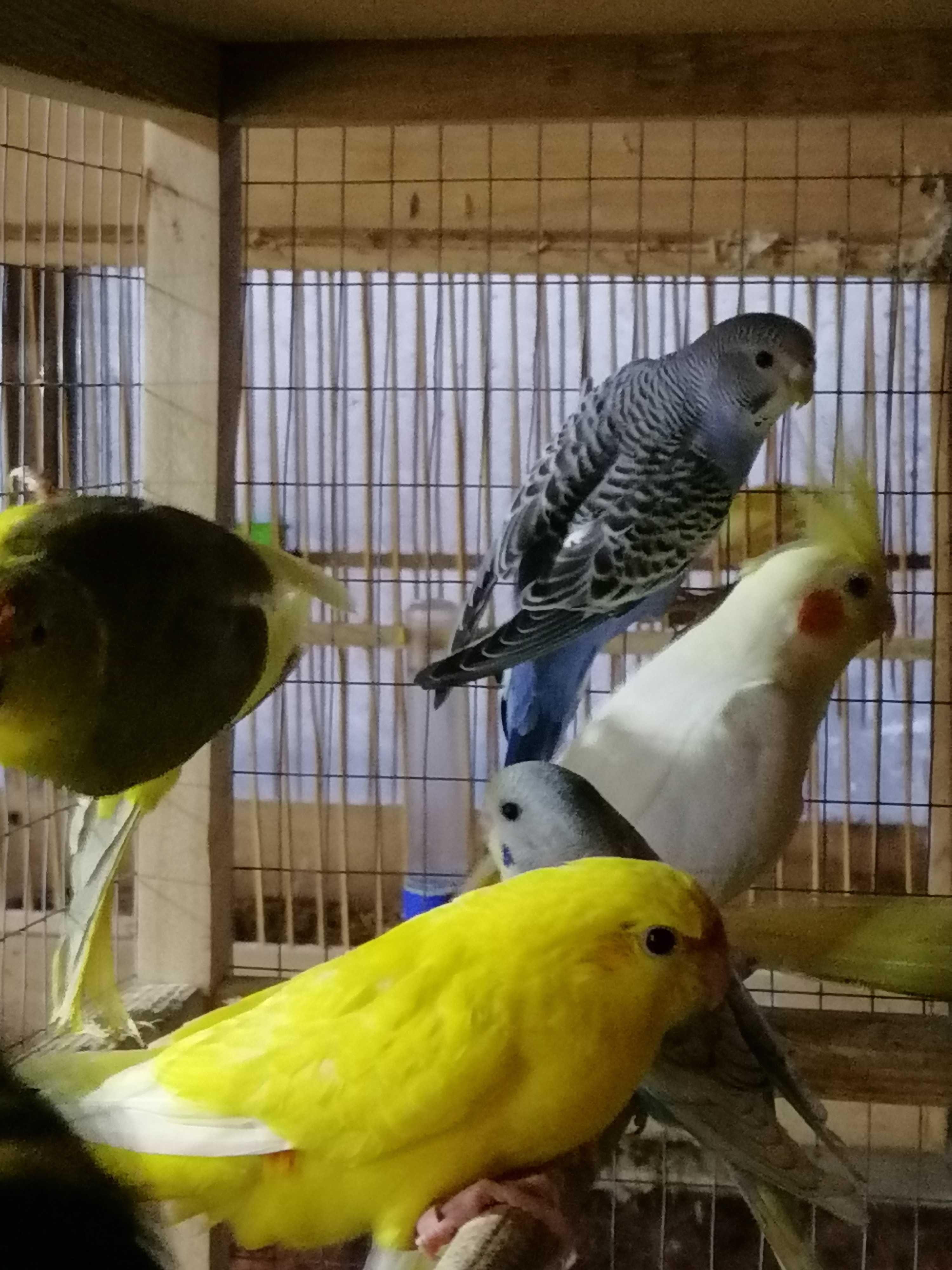 Малыши волнистые попугаи