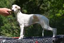 Chart angielski whippet - suczka GALICJA FCI/ZKwP