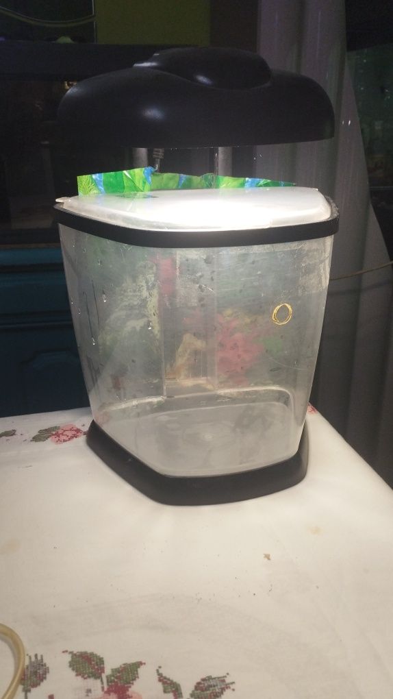Aquário de 10 Litros - Perfeito para Peixes e Decoração