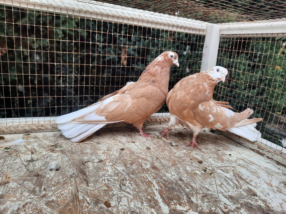 Продам домашню птицю.