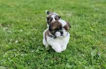 Shih Tzu z rodowodem suczka rodowód suka
