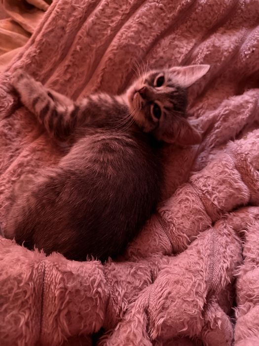 Віддам котика хлопчика