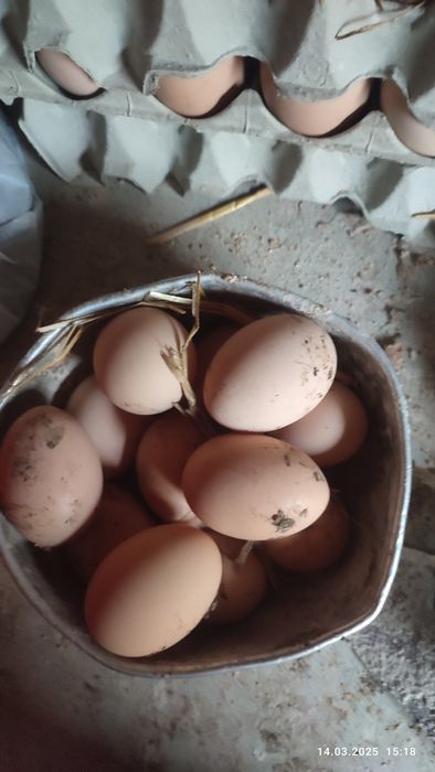 Jajka od kurek z wolnego wybiegu