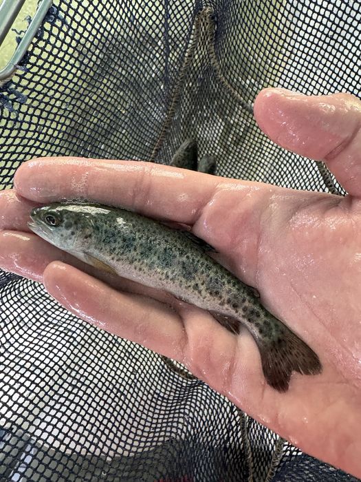 Narybek pstrąga tęczowego patrągi tęczowe stawowe ryby do stawu