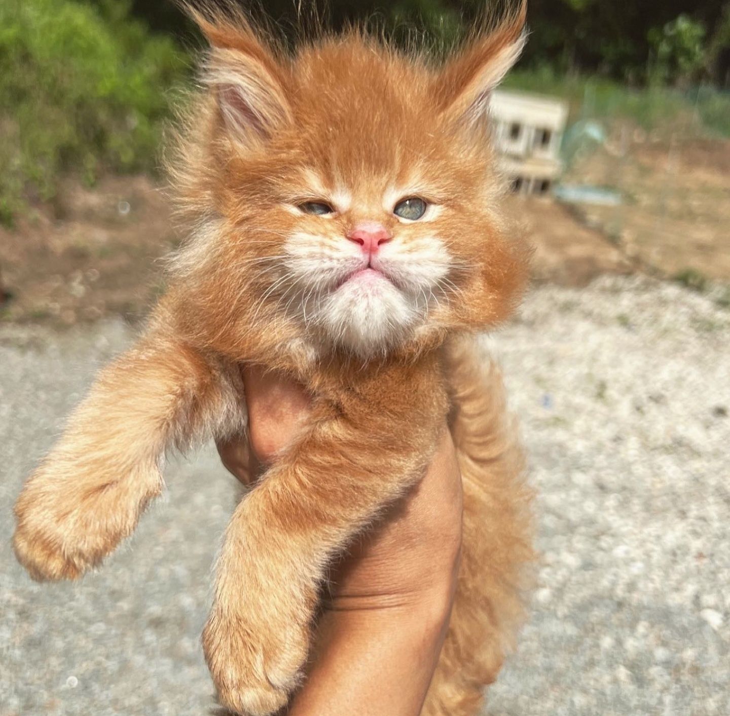 Кошенята породи мейн кун