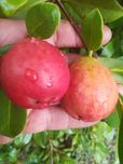 Araça Rosa Pera - Psidium Cattleyanum var. Peryforms