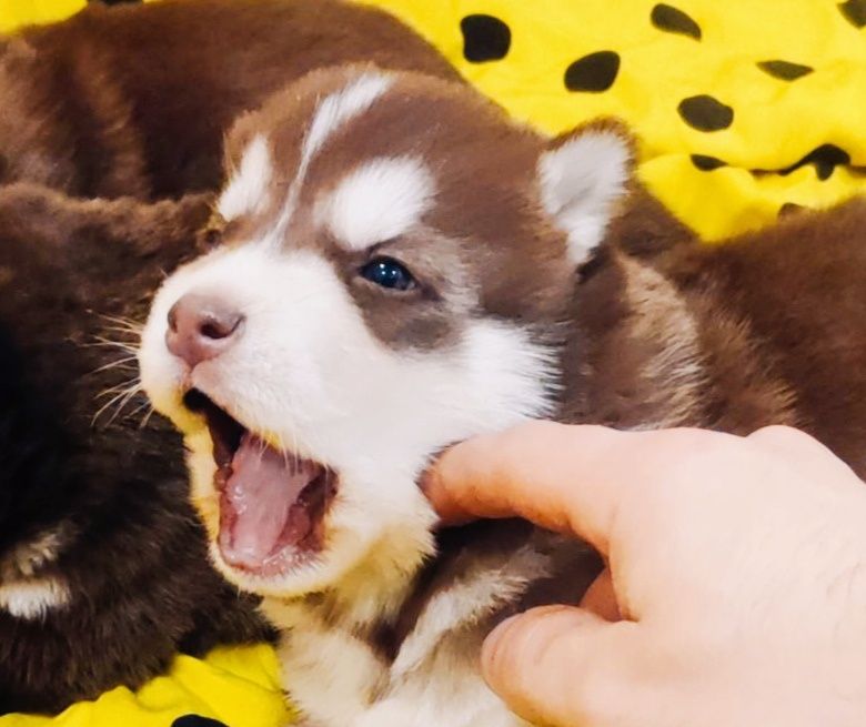 Продам дівчинку та хлопчика