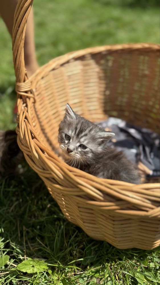 Котики коти кошенята