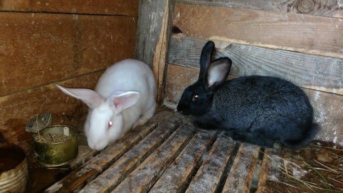 Продам кролі кролиці та кроленята