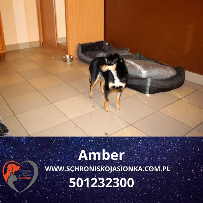 Amber w schronisku jasionka aktualne