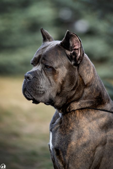 Щенок Кане Корсо .