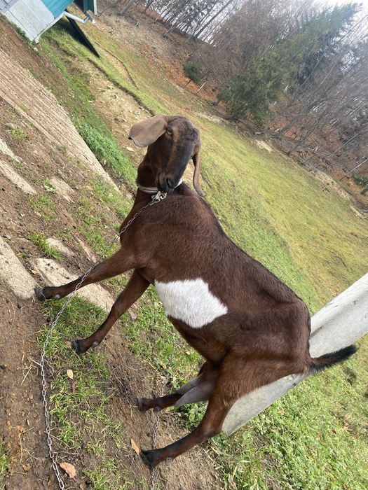 Англо-нубійська коза