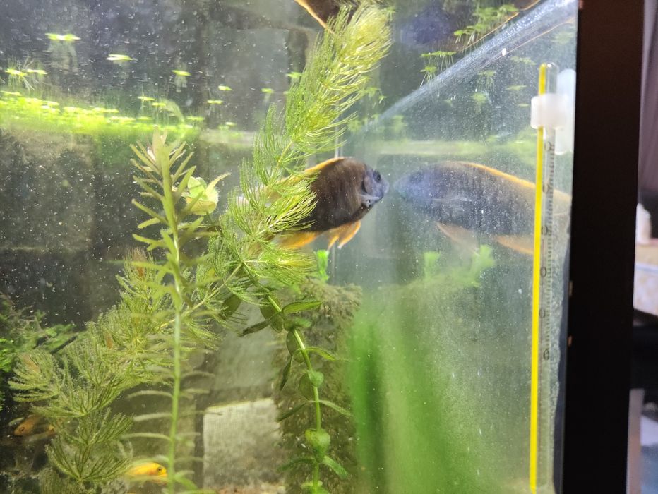 Ciclídeo Aulonocara