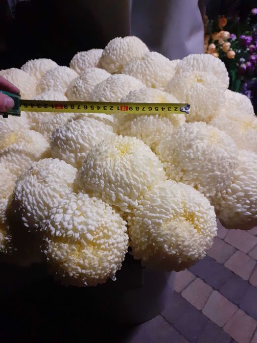 Chryzantemy cięte Creamist