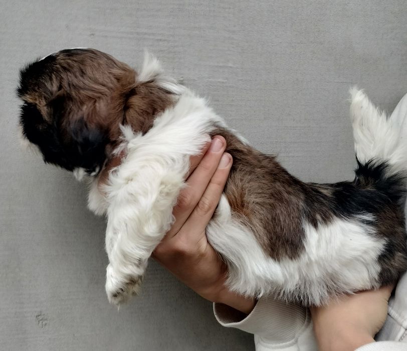 Piesek Shih Tzu.