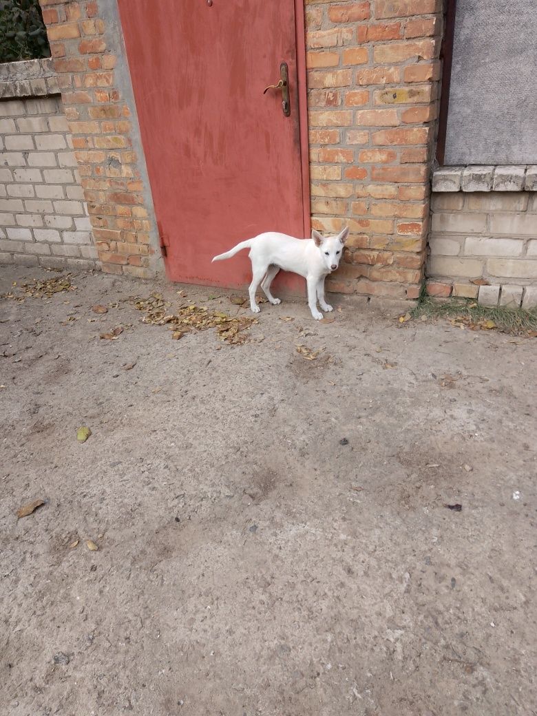 Щенок  красивенный