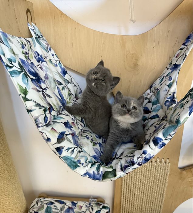 Kotki brytyjskie krótkowłose – szylkret (niebiesko-kremowe)