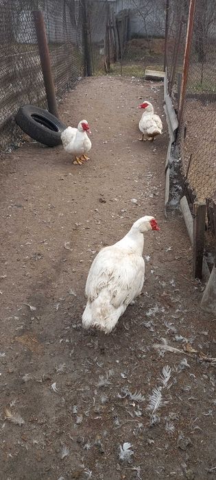 Индоутки  немецкая тяжелая линия