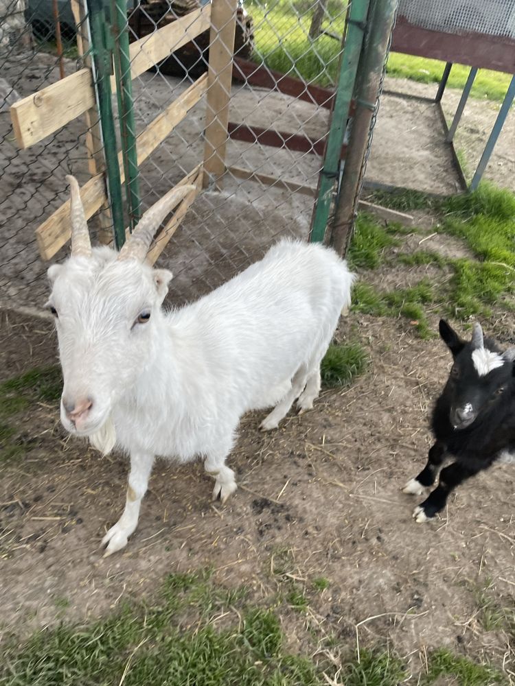 Dwa kozy do sprzedania